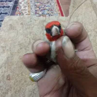 سره آواز خوان