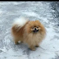 پامرآنین کیفیت فضایی|سگ|مشهد, وکیلآباد|دیوار