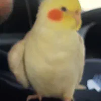 عروس هلندی گمشده