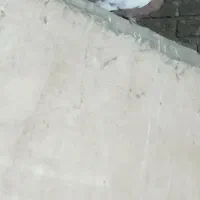 کبوتر|پرنده|مبارکه, |دیوار