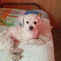 سگ گمشده|سگ|فیروزآباد (فارس), |دیوار