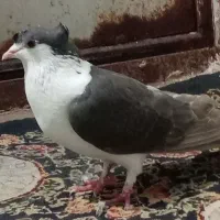 ساده کاکلی بشرط پرش