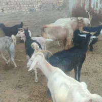 بز داشتی دورگ سانن و پاکستانی