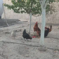 مرغ و خروس محلی