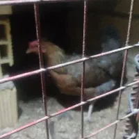 مرغ تخم گذار