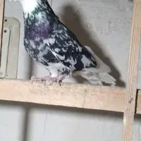 کفتر شازده سرور|پرنده|کرج, عظیمیه|دیوار