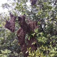 عسل بهار نارنج طبیعی