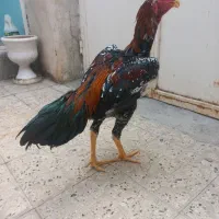 خروس لاری