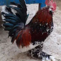 تخم یوسل بلژیکی