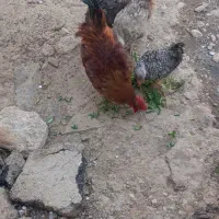 3عدد مرغ تخم گذار یه عدد خروس|پرنده|گیان, |دیوار