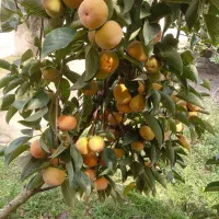 خرمالو
