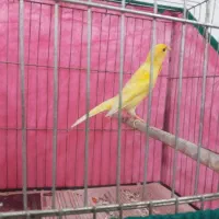 قناری نر مست|پرنده|رشت, اسماعیل آباد|دیوار