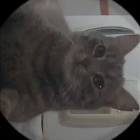 گمشده گربه|حیوانات|بجنورد, |دیوار