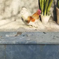 خروس تزیینی