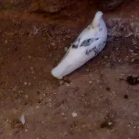 معاوضه دارم|حیوانات|محلات, |دیوار