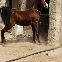 اسب مادیان اصیل