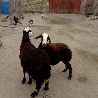 بره ماده|حیوانات مزرعه|سیلاخور, |دیوار