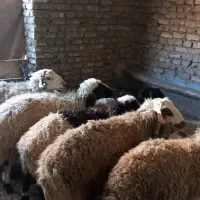 قوچ پرواری،بره نر از ۲۵ کیلو تا ۶۰