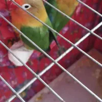 طوطی برزیلی ، مرغ عشق مولد