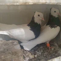 چند جفت کفتر نر ماده خوشگل