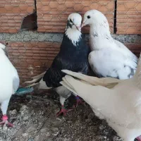 فروش تعدادی کبوتر در قایمشهر|پرنده|قائم‌شهر, |دیوار