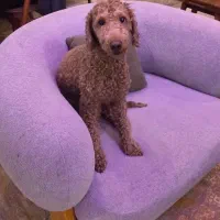 سگ پودل نر رد دارک وارداتی از روسیه