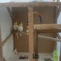 یک جفت عروس هلندی