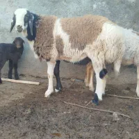 برع پلنگی|حیوانات مزرعه|مشهد, رده|دیوار