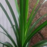 گل و گیاه|گل و گیاه طبیعی|گلبهار, شهر جدید گلبهار|دیوار