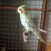 عروس هلندی|پرنده|بندرعباس, |دیوار