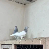 کفتر کله الماسی|پرنده|تهران, هفده شهریور|دیوار