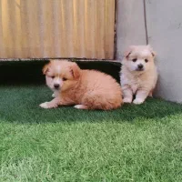 پامر خرسی / روباهی|سگ|تهران, هفت حوض|دیوار