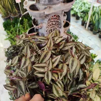 گل چشم آهویی برگ بیدی گلدان درزگیر محافظ ریشه|گل و گیاه طبیعی|قم, نیروگاه|دیوار