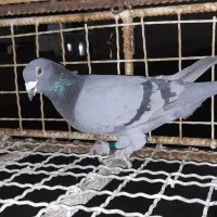 دوتاماده پلاکی بازرگان