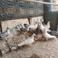 ۱۱عدد کبوتر خوب