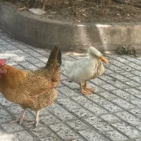 فروش مرغ و مرغابی