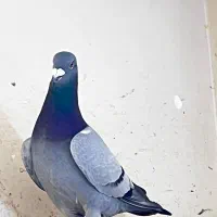 کبوتر پرنده پلاکی مسافتی نر جانسن|پرنده|اهواز, کوی رمضان|دیوار