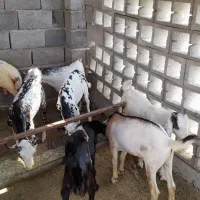 کهره سرحال|حیوانات مزرعه|قلعه قاضی, |دیوار