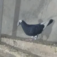 کبوتر ابلاغ سیاه مدل