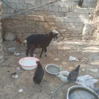 بره ماده|حیوانات مزرعه|آبپخش, |دیوار