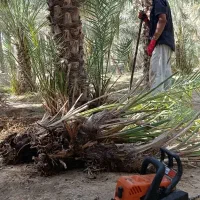 مرجع رسمی فروش نخل در کل جنوب کشور|خدمات باغبانی و درختکاری|آبپخش, |دیوار