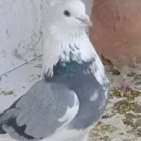 پیداشده پرنده کفتر|حیوانات|پاکدشت, پاکدشت (مامازند)|دیوار