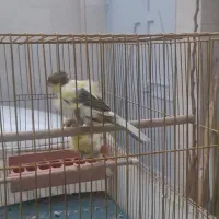 قناری دورگ سوپری|پرنده|کهریزک, |دیوار