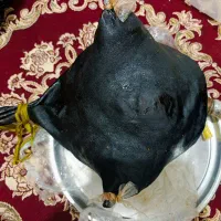 هیزه|خوردنی و آشامیدنی|جوانرود, |دیوار