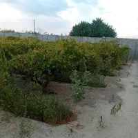باغچه-سند-دار-با-تمام-امکانات