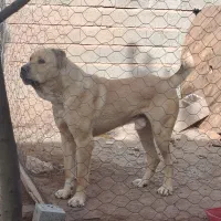 سگ آلابای