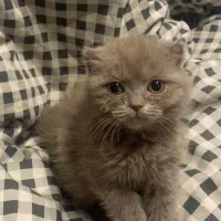 گربه اسکاتیش