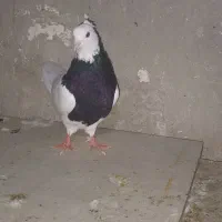 کبوتر