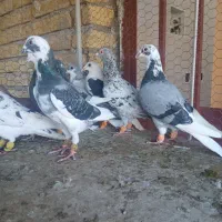 کبوتر پرشی ابلغ وهفترنگ
