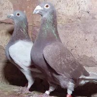 کبوتر مسافتی و جوجه موریس دلبر